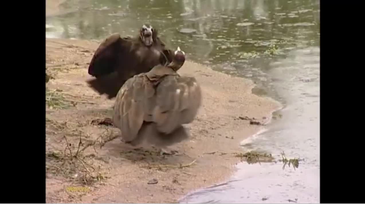 Giải trí - Clip: Cò marabou nham hiểm mượn tay cá sấu để tiêu diệt đối thủ