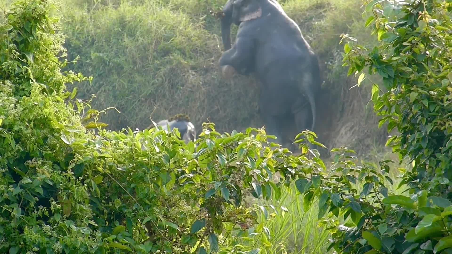 Giải trí - Clip: Cặp voi ủn mông nhau trèo lên khỏi mương bùn