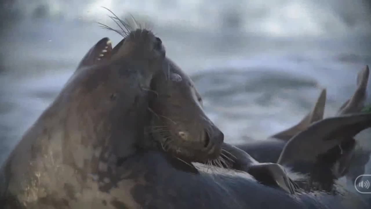 Giải trí - Clip: Cuộc chiến đẫm máu giữa hai con hải cẩu