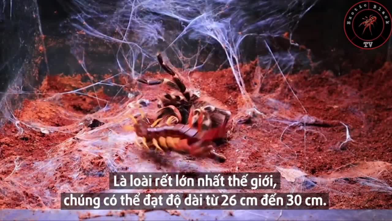 Giải trí - Clip: Rết khổng lồ bị nhện độc khổng lồ làm thịt