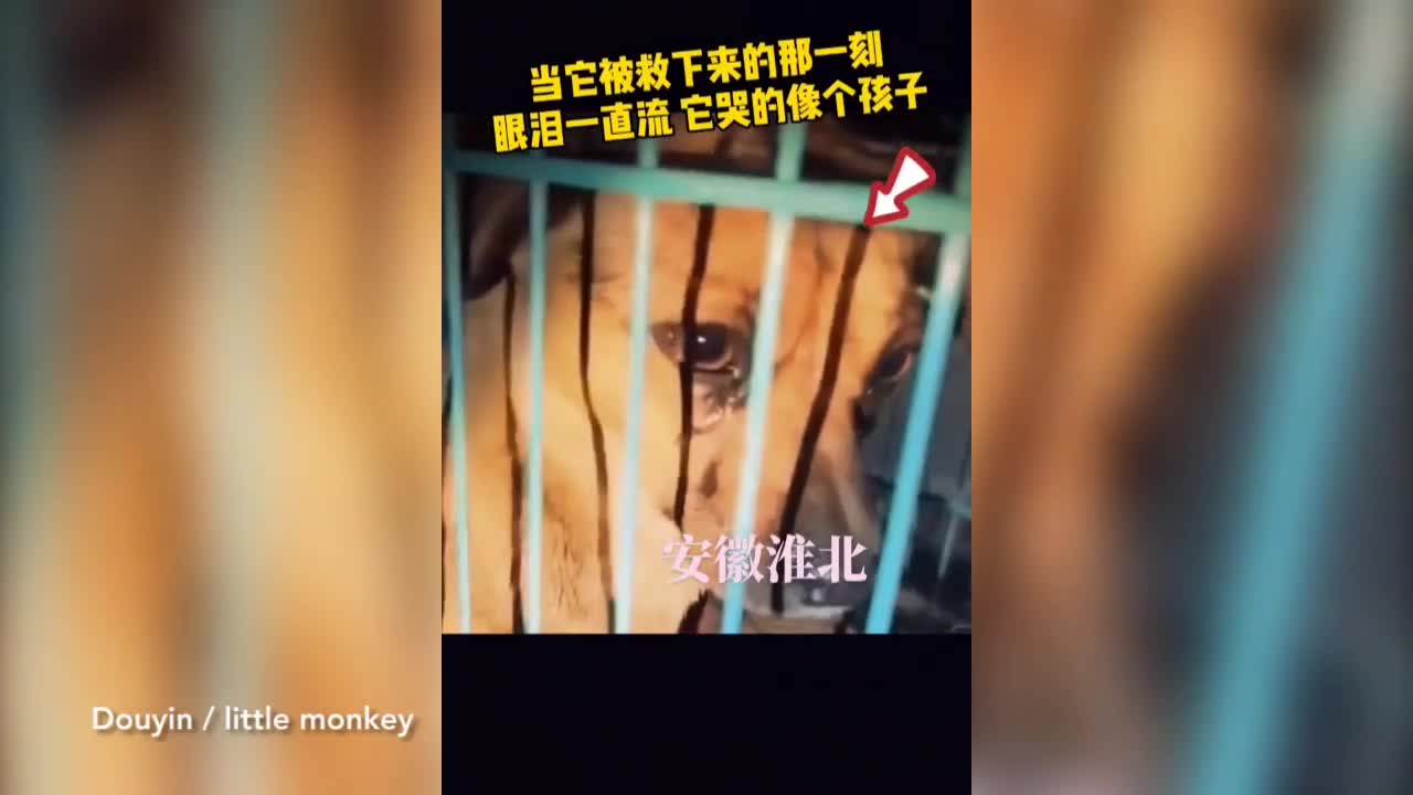 Giải trí - Clip: Chú chó 'bật khóc' khi được giải cứu lúc sắp lên lò mổ