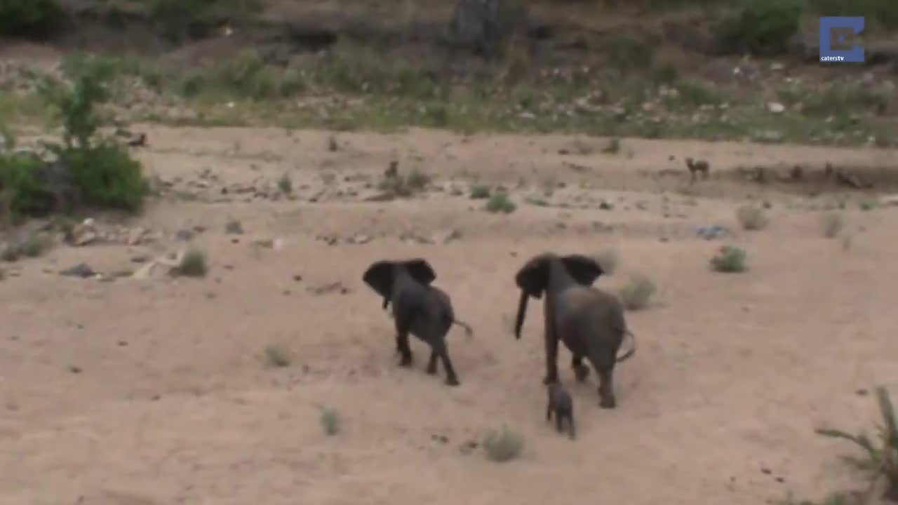 Giải trí - Clip: Đàn chó hoang cố chấp săn voi sơ sinh và cái kết