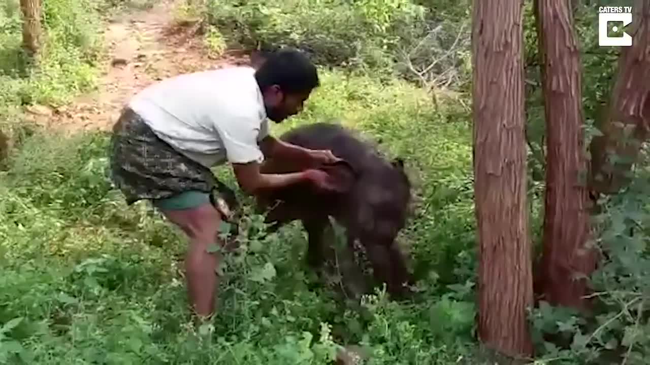 Giải trí - Clip: Cõng voi con lên vai hối hả chạy trong nỗ lực giải cứu
