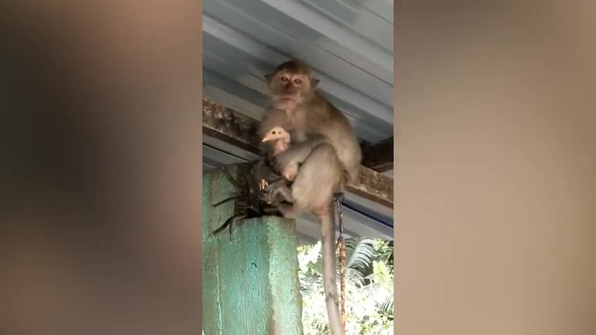 Giải trí - Clip: Khỉ bắt gà lên nóc nhà làm 'con tin'