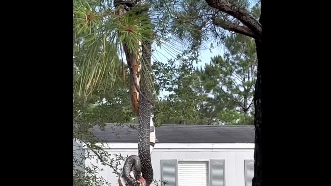 Giải trí - Clip: Rắn vua treo mình lủng lẳng trên cành cây để săn mồi