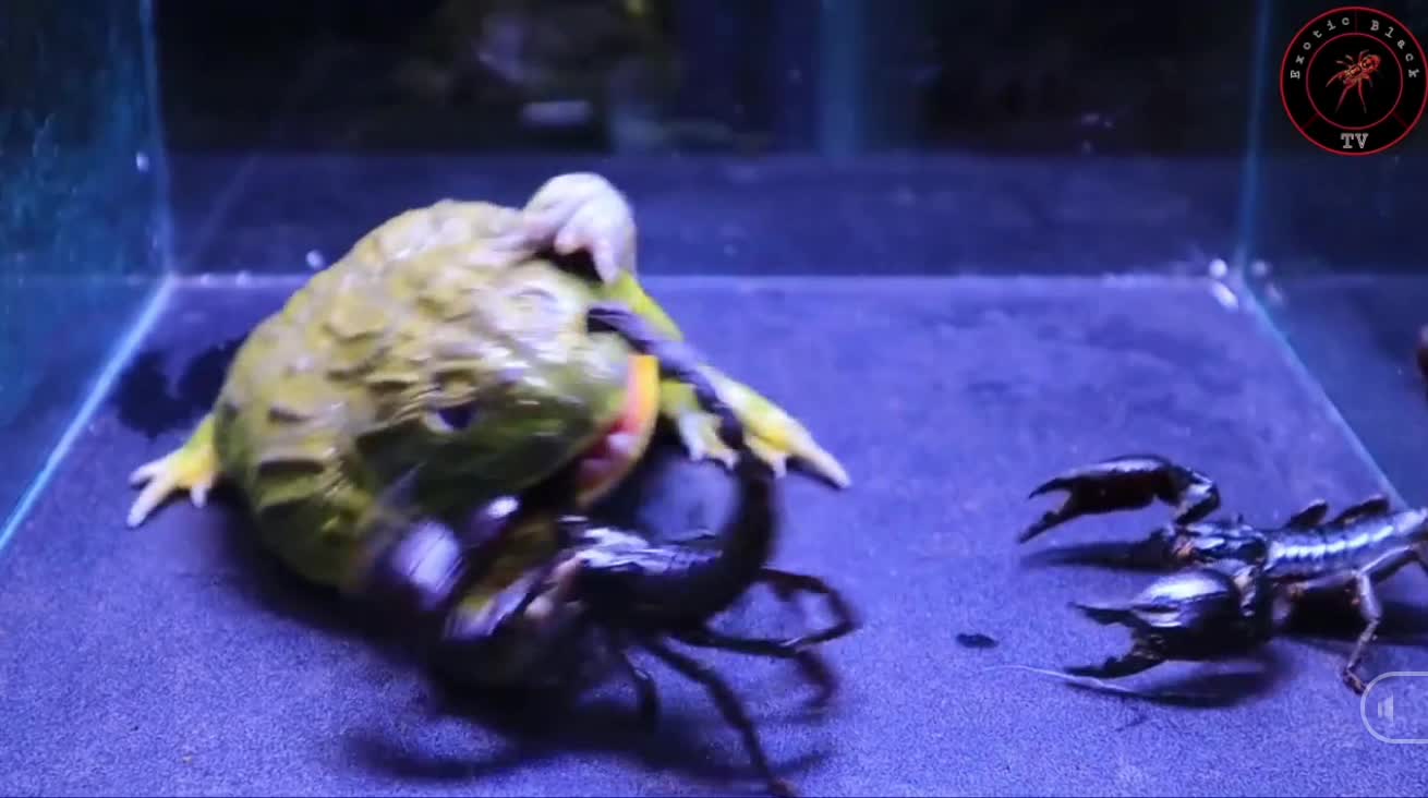 Giải trí - Clip: Đánh liều ăn bọ cạp độc, ếch khổng lồ bị đốt vào mắt