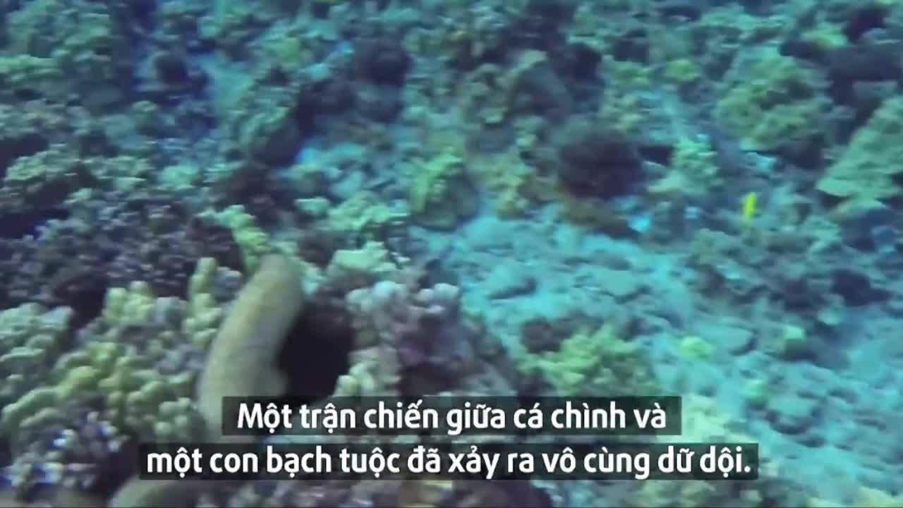 Giải trí - Clip: Cá chình điên cuồng tấn công bạch tuộc dưới đáy biển