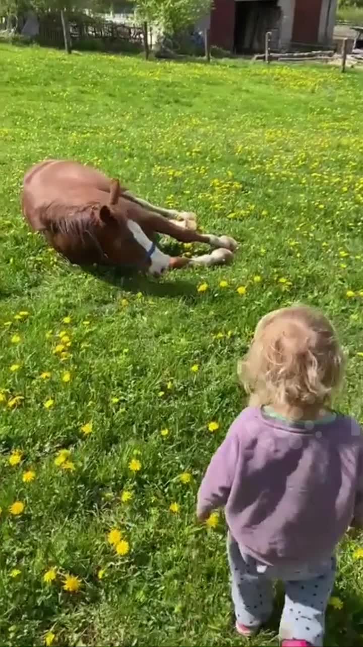 Giải trí - Clip: Cô bé 3 tuổi cố gắng đuổi ruồi giúp bạn ngựa