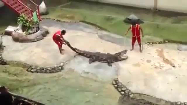 Mới- nóng - Clip: Cá sấu bất ngờ 'nổi điên', ngoạm đầu huấn luyện viên xiếc