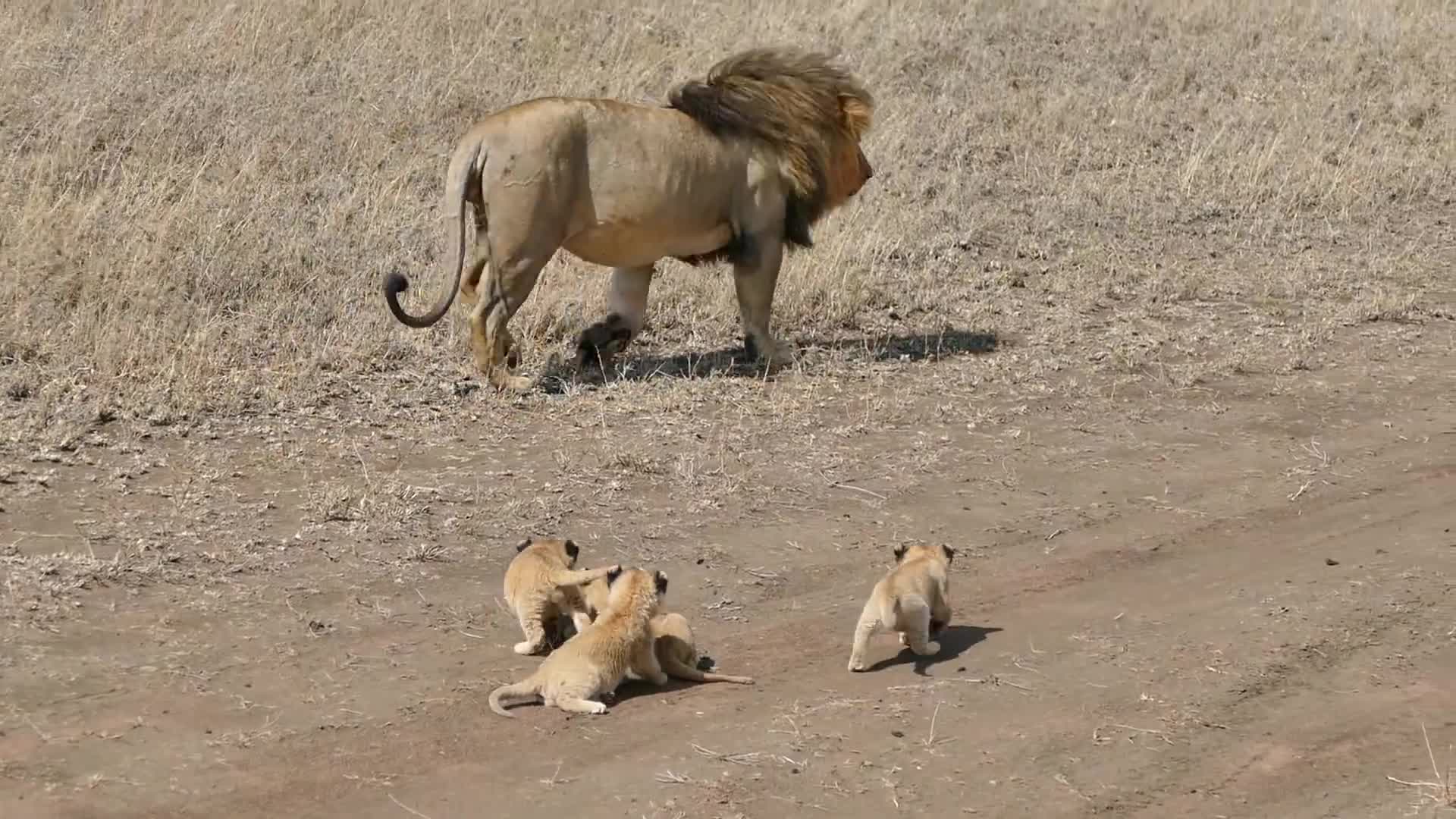 Giải trí - Clip: Sư tử đực hốt hoảng vì bị sư tử con bám theo
