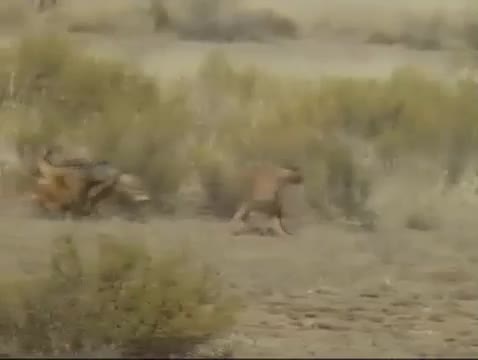 Giải trí - Clip: Cặp chó rừng cố tấn công linh miêu cướp lại xác đồng loại