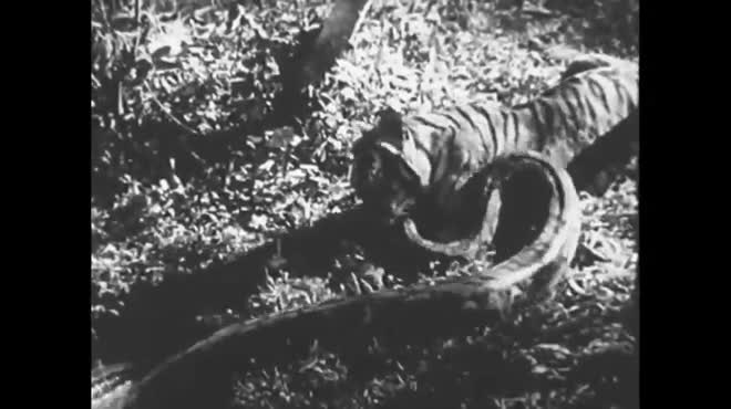 Giải trí - Clip: Bị phản đòn, hổ dữ chết thảm trong vòng siết của trăn khổng lồ