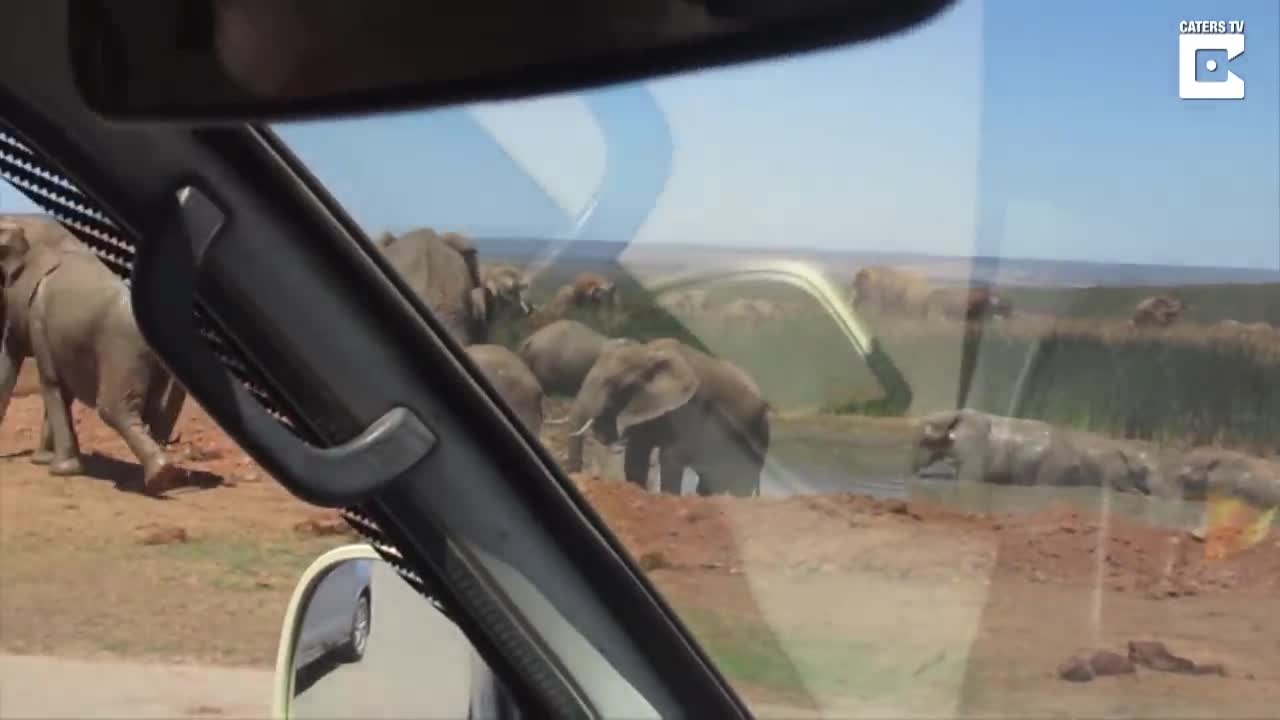 Giải trí - Clip: Voi con bị voi đực quăng quật lung tung