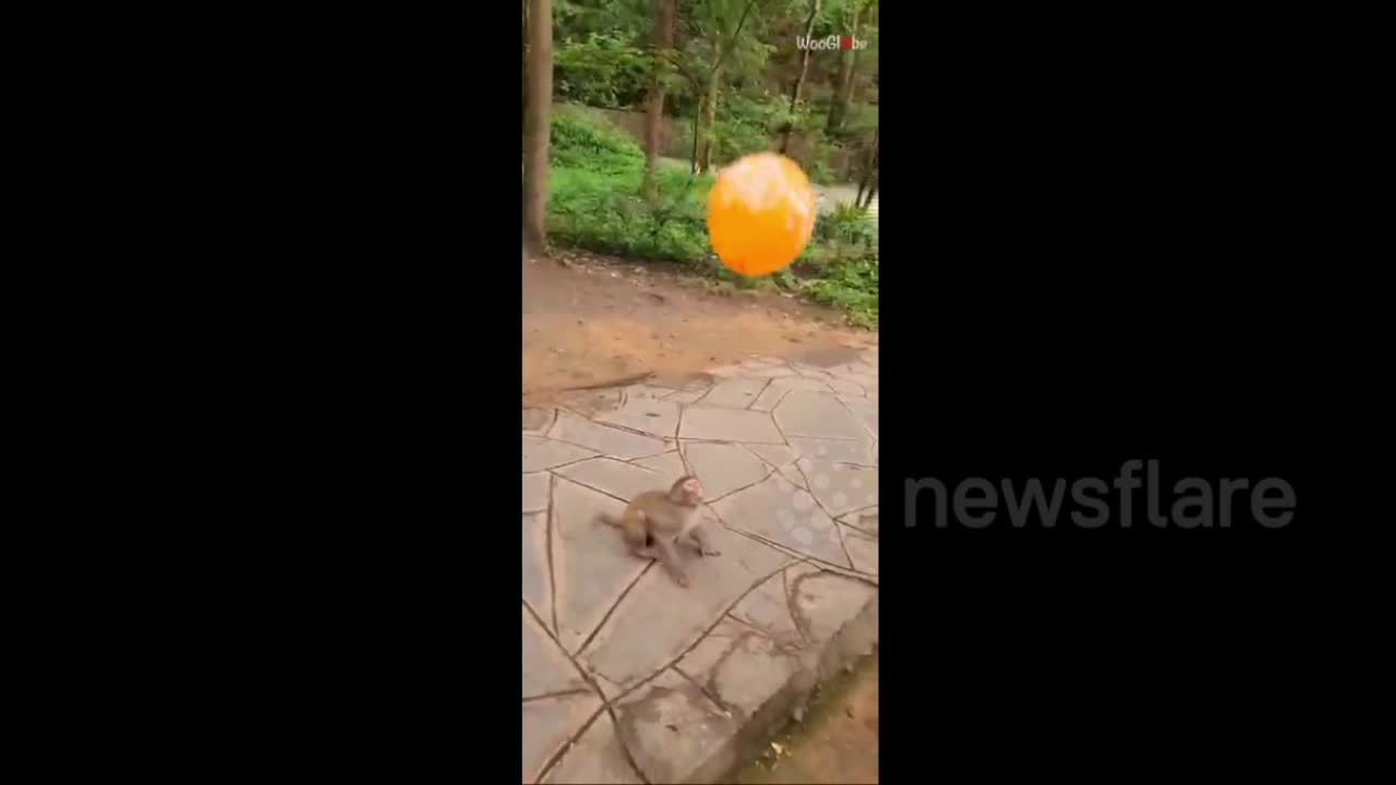 Giải trí - Clip: Khỉ con thích thú chơi đùa với bóng bay