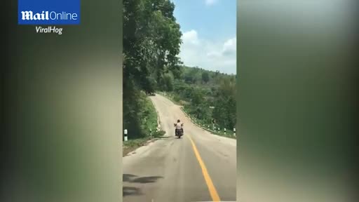 Mới- nóng - Clip: Đang bò trên đường, rắn độc bay lên đớp người đi xe máy
