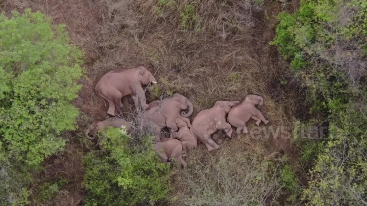 Giải trí - Clip: Đàn voi ngủ như chết sau khi đi bộ 500km