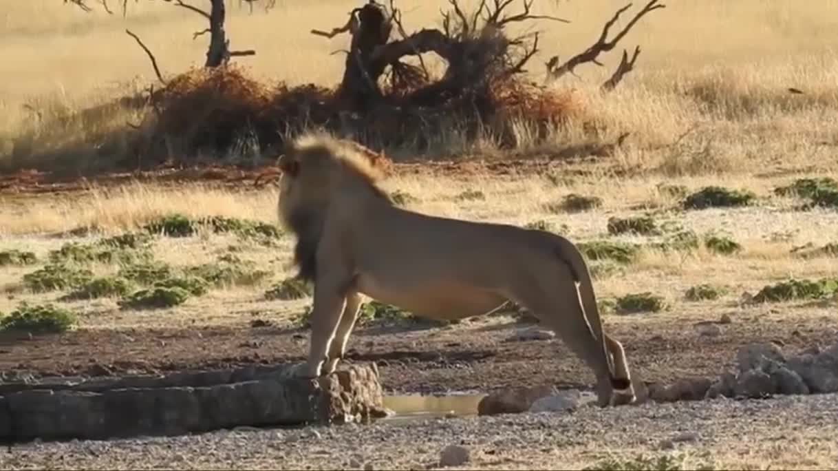Giải trí - Clip: Hài hước cảnh vua sư tử lúng túng vì kẹt móng vuốt