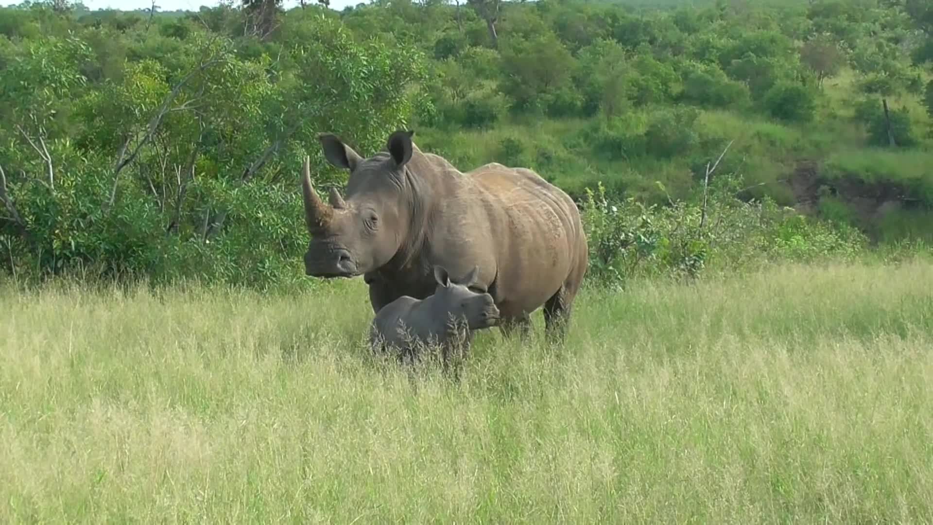 Giải trí - Clip: Tê giác đực lúng túng đối diện con non