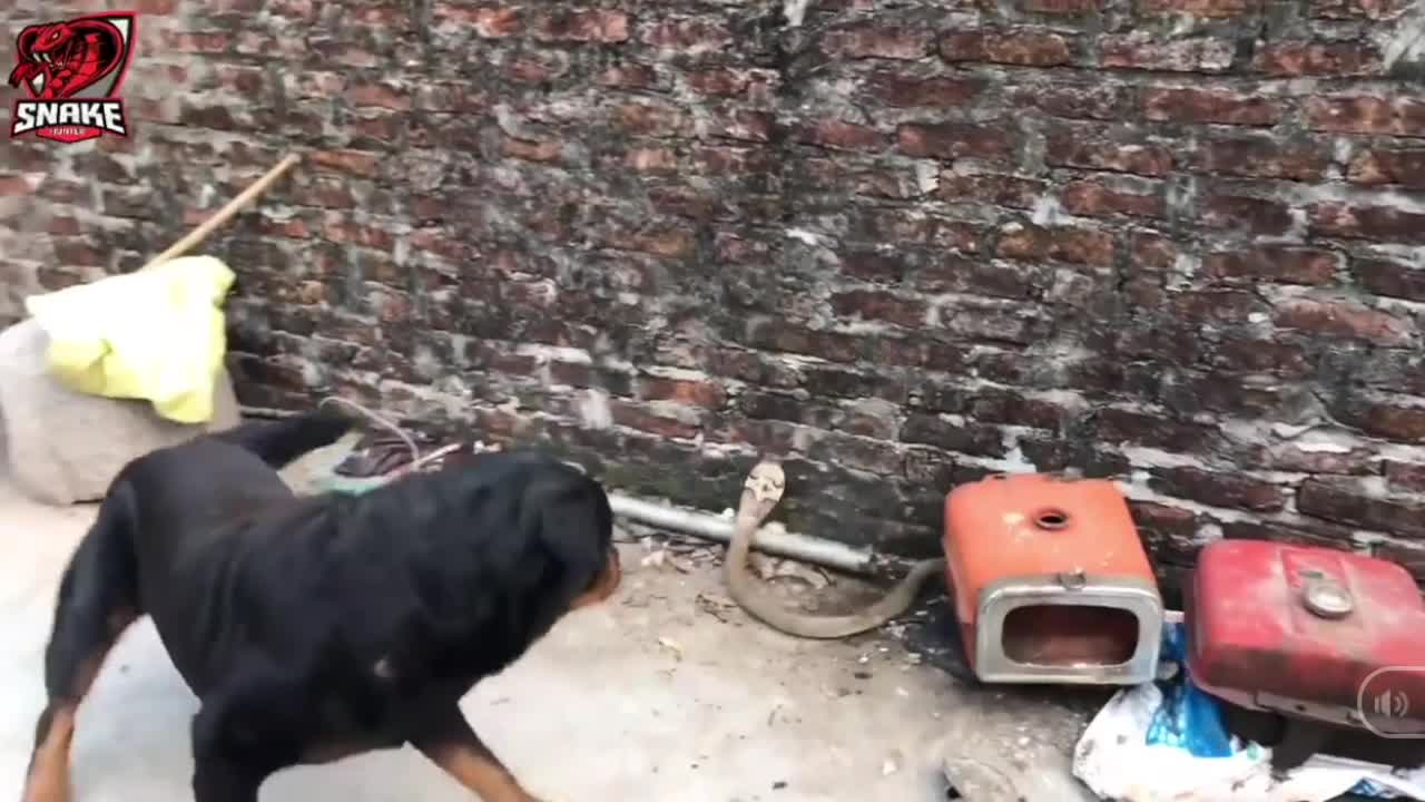 Giải trí - Clip: Hổ mang Trung Quốc bị chó nhà cắn xé tơi bời
