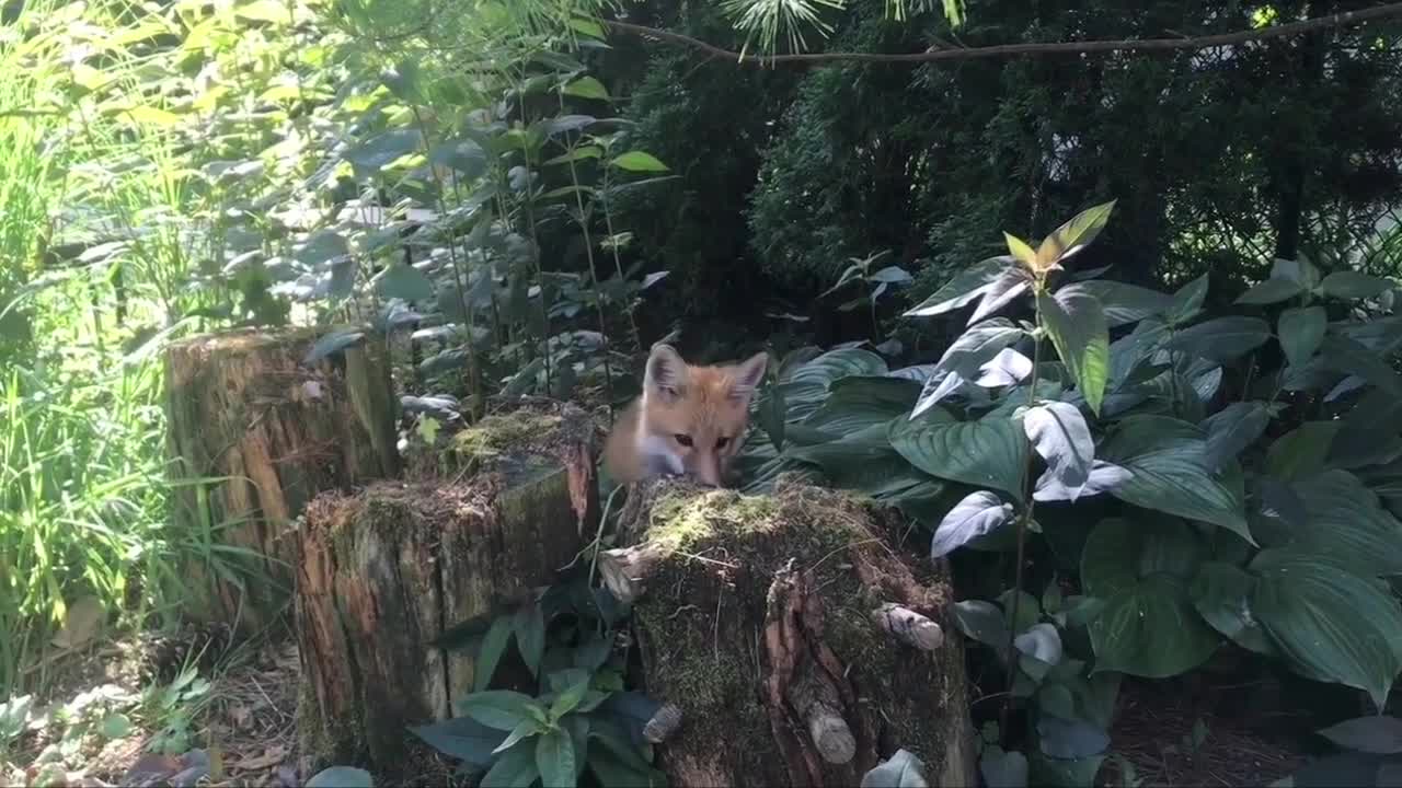Giải trí - Clip: Chủ nhà ngạc nhiên vì cáo hoang ghé thăm vườn