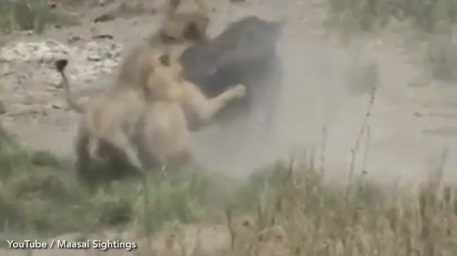Giải trí - Clip: Bị 3 sư tử hạ gục, trâu rừng được '500 anh em' lao tới giải cứu