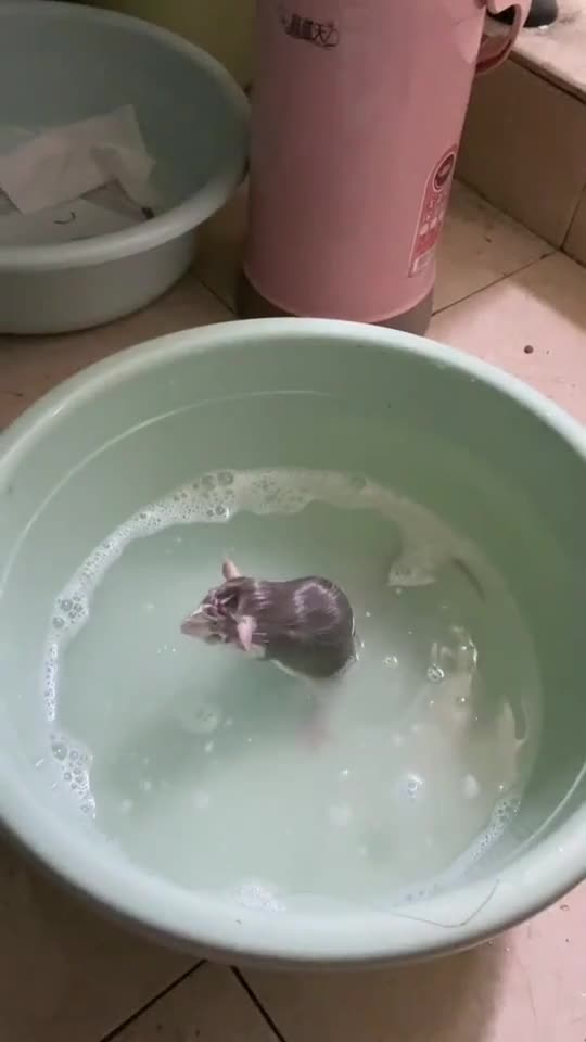 Giải trí - Clip: Chú chuột miệt mài tắm gội như người