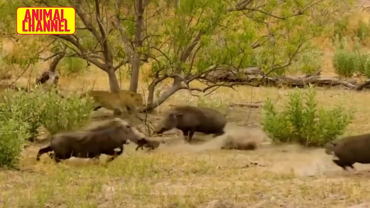Giải trí - Clip: Lợn rừng mẹ húc báo đốm lộn vèo cứu con non
