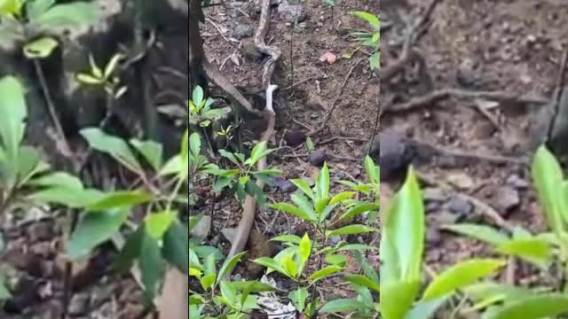 Giải trí - Clip: Rắn hổ mang chúa nuốt chửng trăn gấm ở Singapore