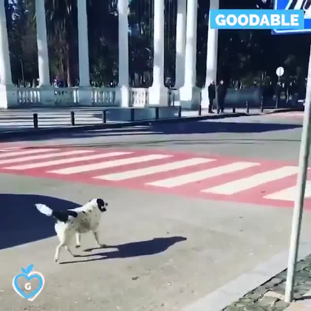 Giải trí - Clip: Chó hoang bảo vệ trẻ em băng qua đường