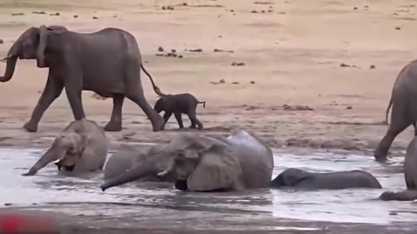 Giải trí - Clip: Voi mẹ ra mặt chiếm hồ của hà mã vì voi con thích tắm