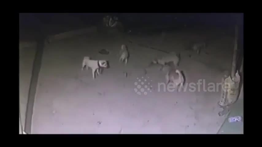 Mới- nóng - Clip: 4 chó nhà lăn xả tấn công rắn hổ mang cứu chủ và cái kết buồn