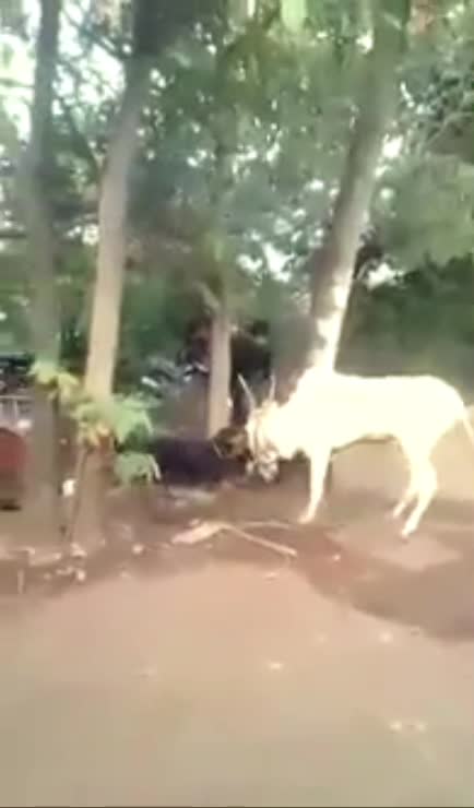 Giải trí - Clip: Chó Rottweiler điên cuồng tấn công bò trắng