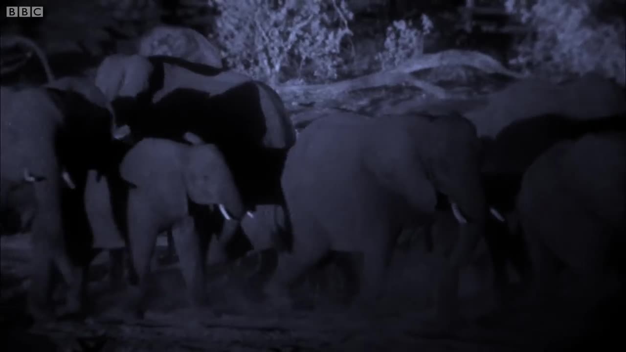 Giải trí - Clip: Bị đàn sư tử truy sát, voi rừng hoảng loạn tháo chạy và cái kết