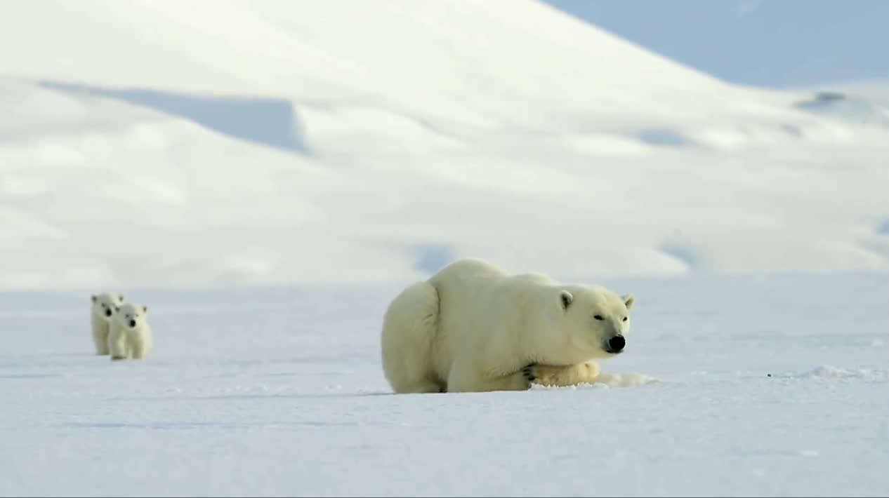 Giải trí - Clip: Háo hức đi săn cùng mẹ, gấu bắc cực ngã chổng vó khi gặp hải cẩu