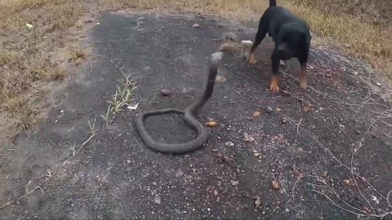 Giải trí - Clip: Chó nhà đối đầu rắn hổ mang kịch độc