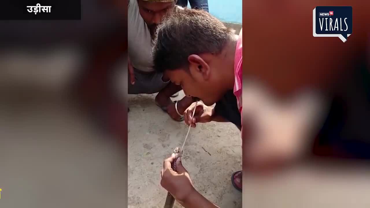 Giải trí - Clip: Người đàn ông liều mạng 'hô hấp nhân tạo' để cứu rắn hổ mang