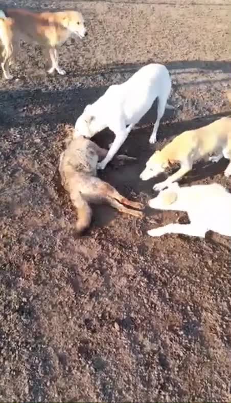 Giải trí - Clip: Đàn chó săn hung hăng giết chết sói đồng cỏ