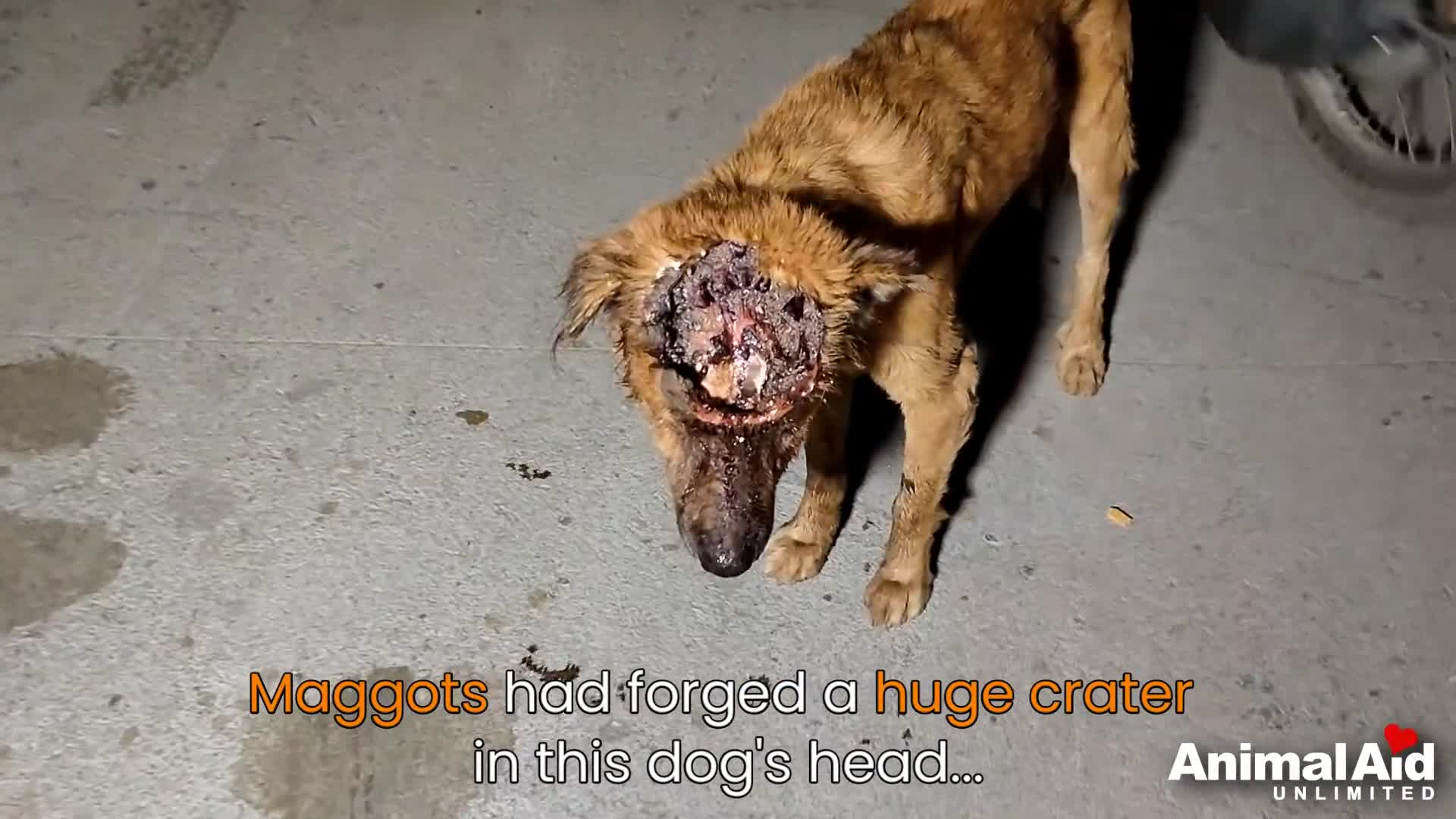 Giải trí - Clip: Cứu sống một con chó bị giòi ăn gần hết đầu