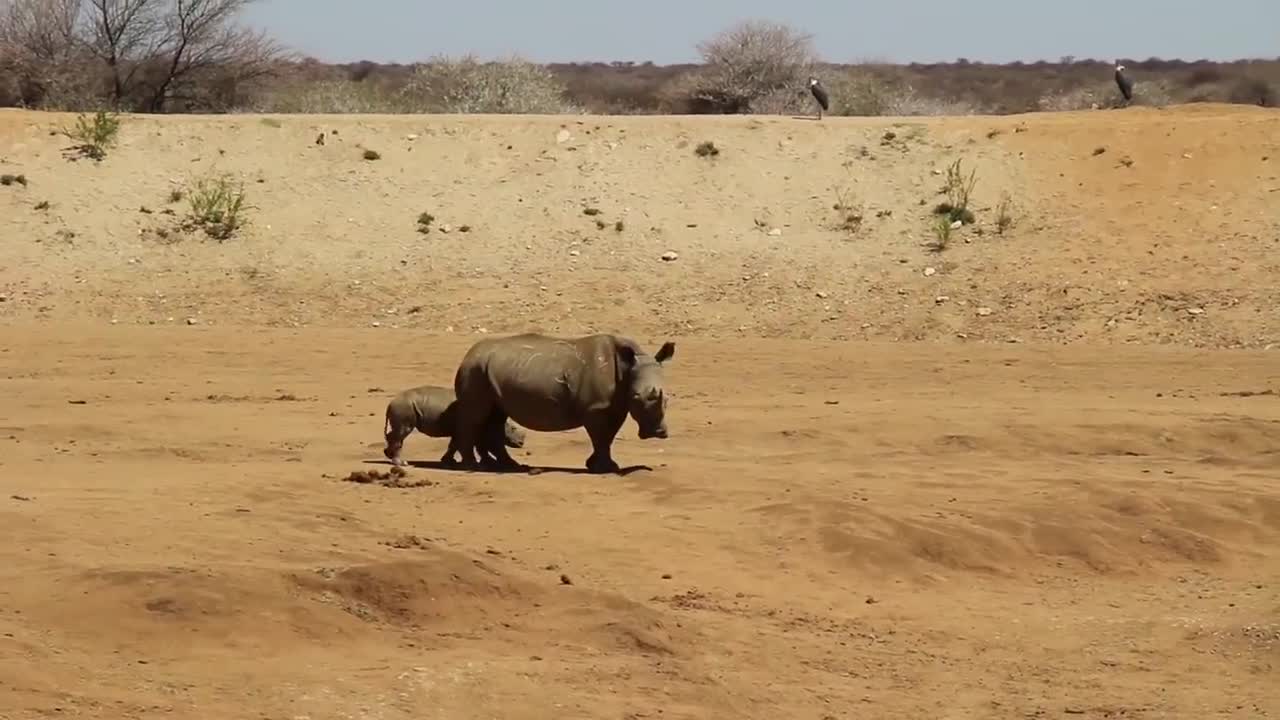 Giải trí - Clip: Voi rừng thất thủ trước mẹ con tê giác lì lợm
