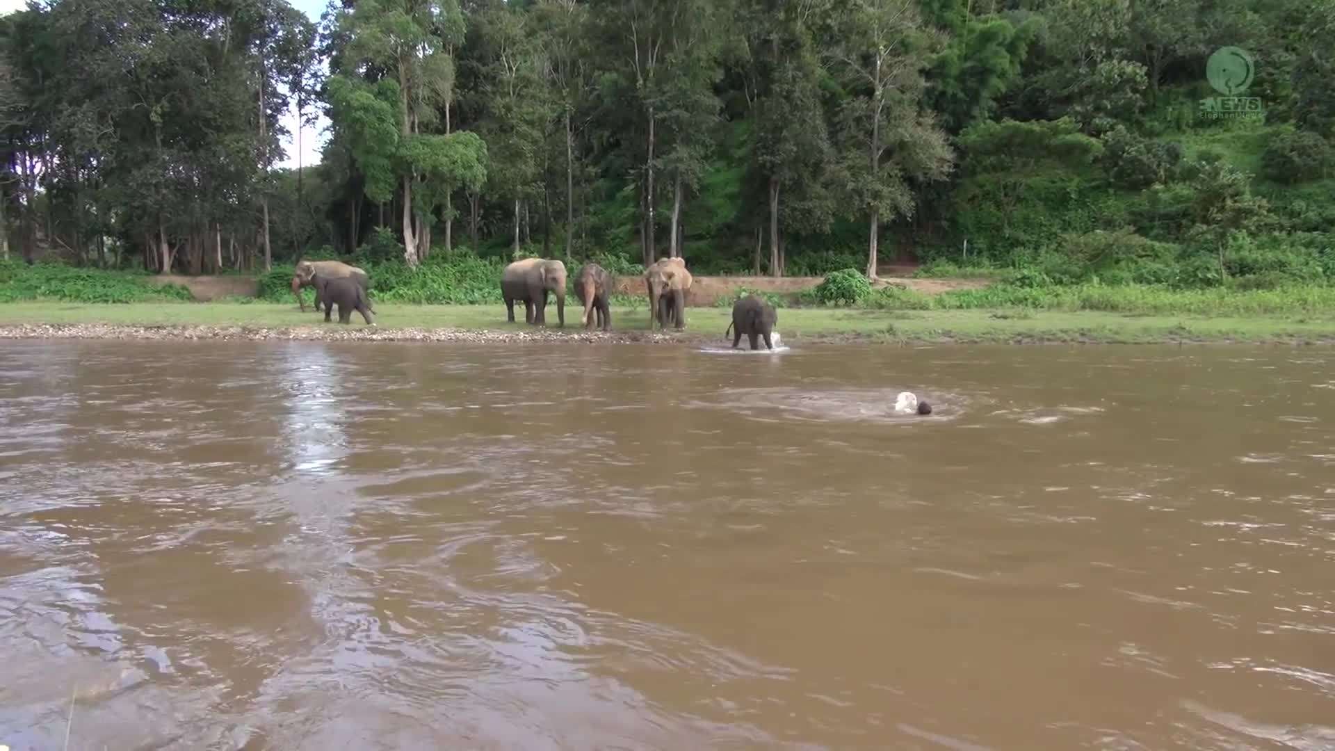 Giải trí - Clip: Thoáng thấy người đuối nước, voi lao xuống sông để cứu