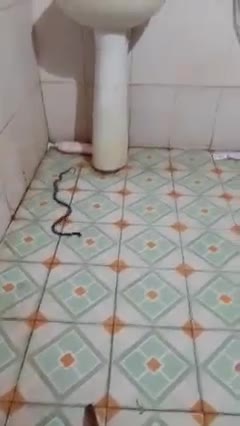 Mới- nóng - Clip: Đang đứng sấy tóc tá hỏa phát hiện rắn cạp nia bò vào nhà tắm