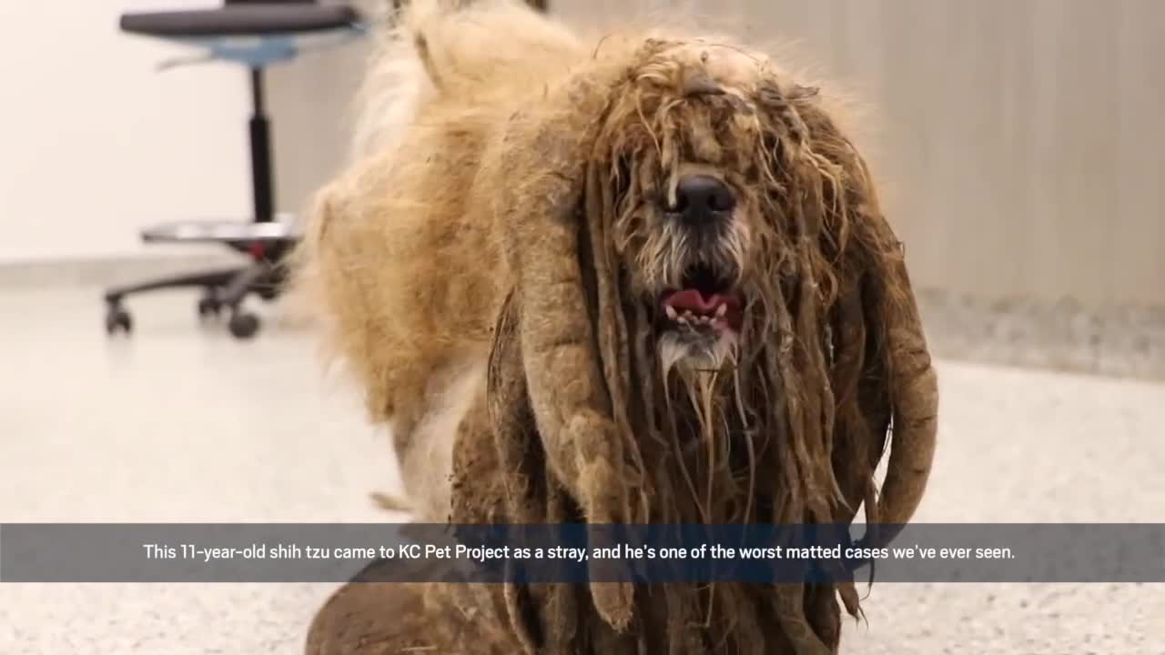 Giải trí - Clip: Chó cưng lột xác sau màn rũ bỏ 3kg lông
