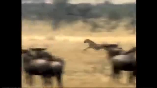 Giải trí - Clip: 'Lật kèo' ngay phút chót, linh dương đầu bò khiến báo săn ôm hận