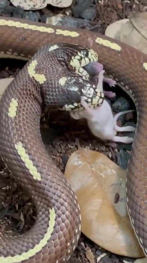 Giải trí - Clip: Kinh hoàng cảnh rắn hai đầu cùng lúc nuốt chửng 2 con chuột