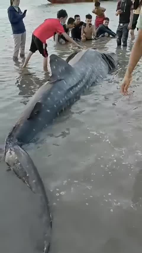 Mới- nóng - Clip: Phát hiện cá lạ nặng hơn một tấn trôi dạt vào bãi biển ở Nghệ An