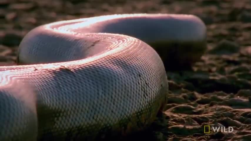 Giải trí - Clip: Kinh hãi cảnh trăn Anaconda giết chết chuột khổng lồ