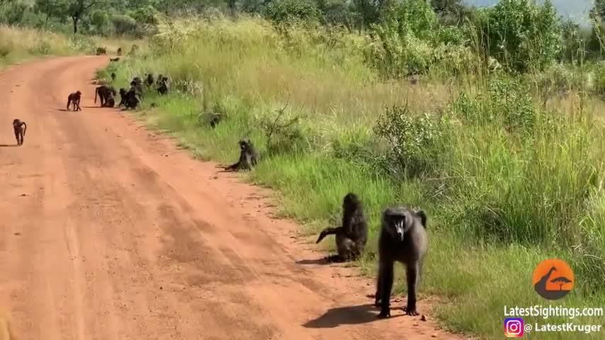 Giải trí - Clip: Khỉ đầu chó ôm báo gấm con bỏ chạy