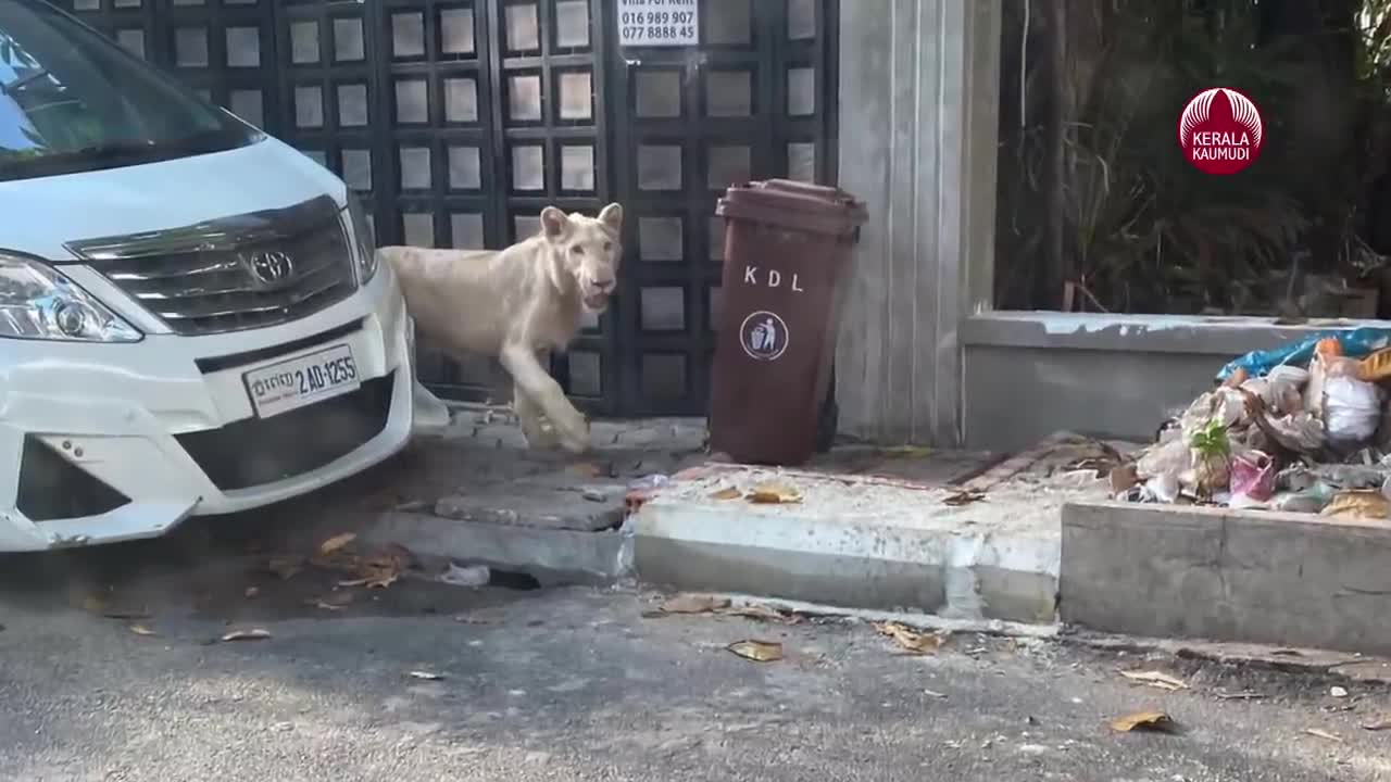 Mới- nóng - Clip: Hoảng hồn cảnh người dân bắt gặp sư tử ung dung đi dạo trên phố