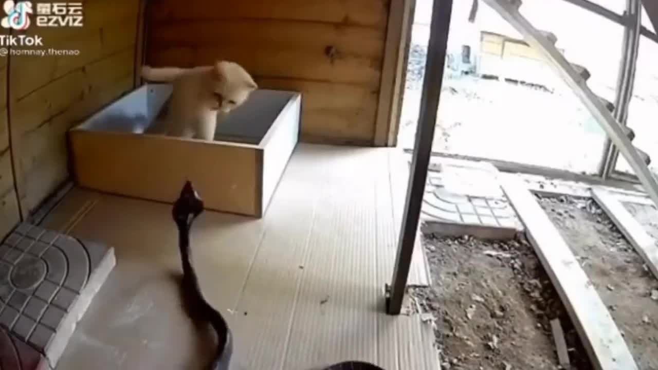 Giải trí - Clip: Hung hăng tấn công mèo nhà, rắn hổ mang đất bị tát 'lật mặt'