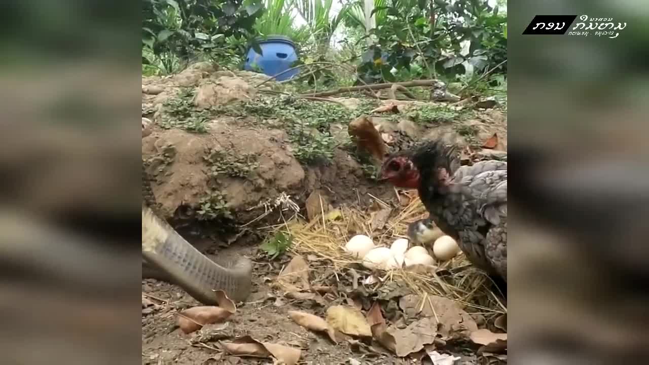 Giải trí - Clip: Gà mẹ liều chết lao vào 'tử chiến' rắn hổ mang để bảo vệ ổ trứng